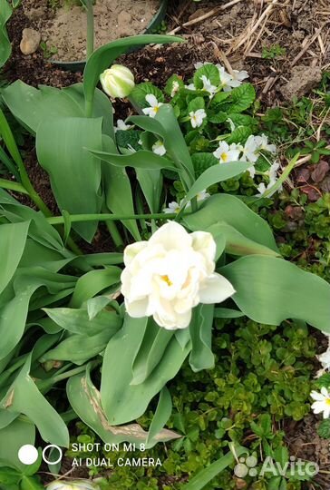 Тюльпаны и другие луковичные растения