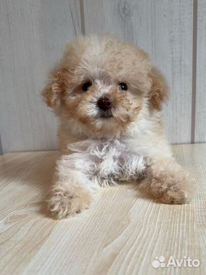 Мальтипу микро