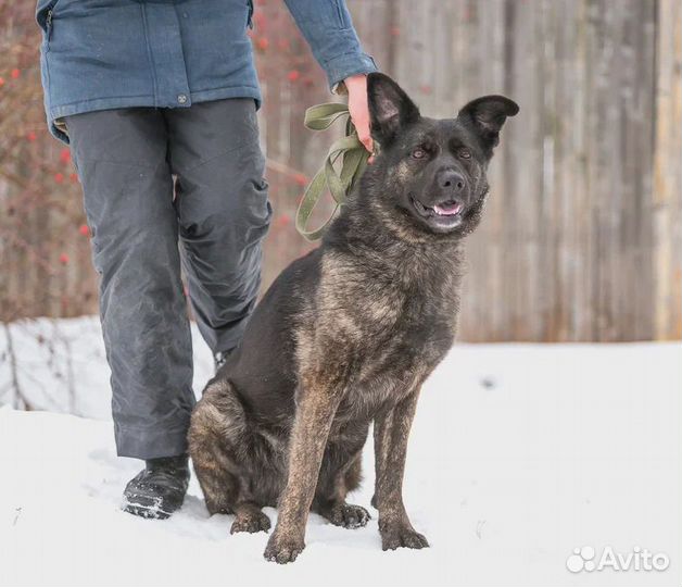 Ева Собака Энерджайзер