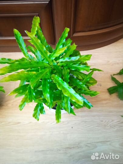 Излишки комнатных растений