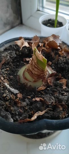 Гиппеаструм амариллис