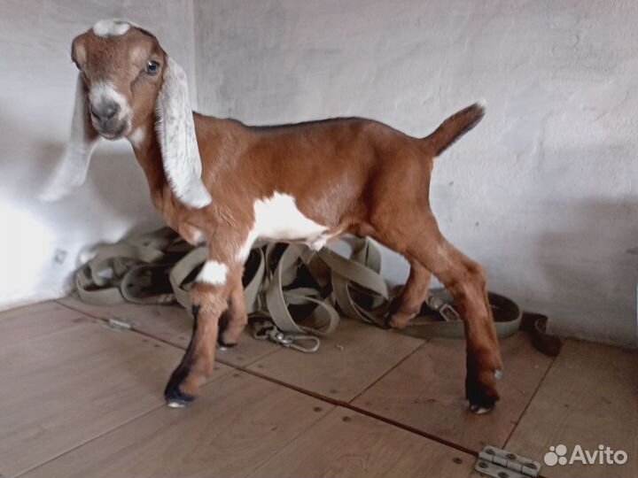 Нубийский козлик