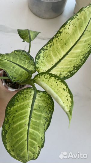 Диффенбахия, каллизия крибо