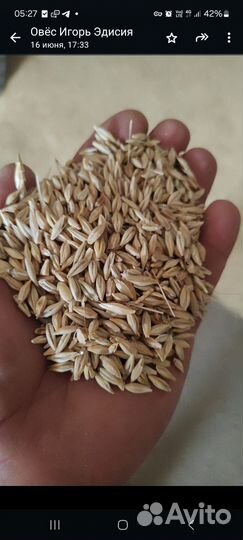 Овес ячмень пшеница