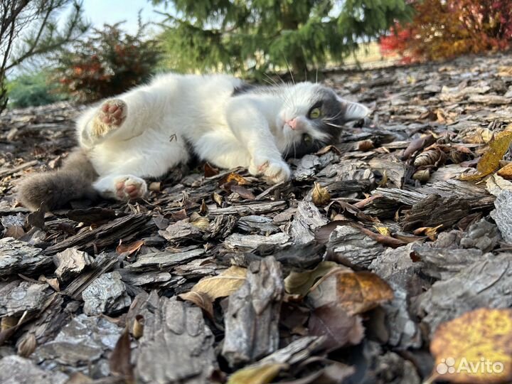 Котик Степан