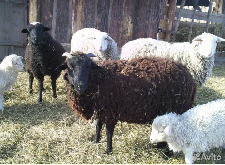 Овцы бараны ярки
