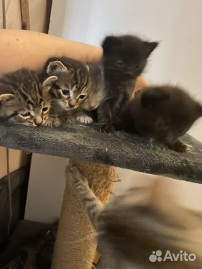Кошки в добрые руки
