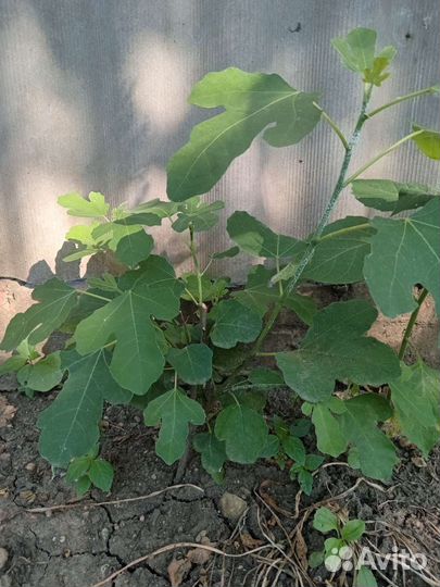 Саженец инжира