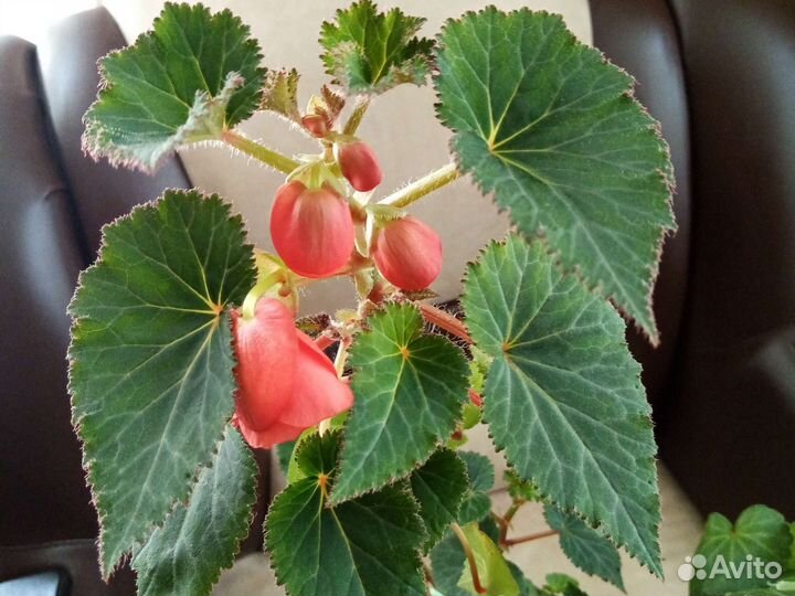 Бегонии клубневые, большие и маленькие