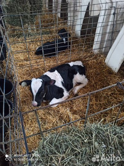 Телята бычки