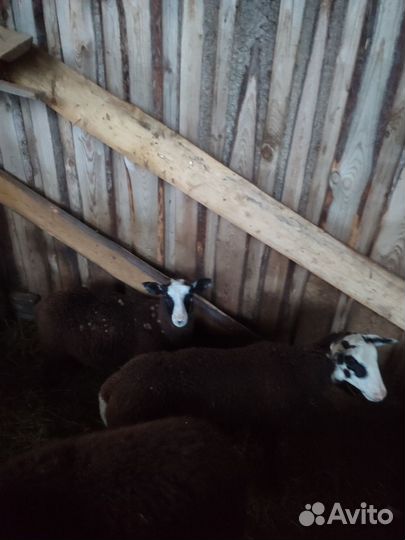 Бараны ягнята