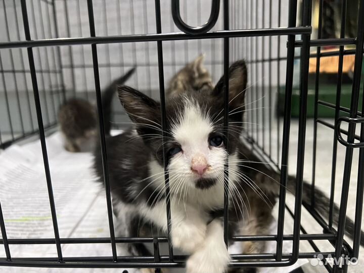 Котята 1 мес