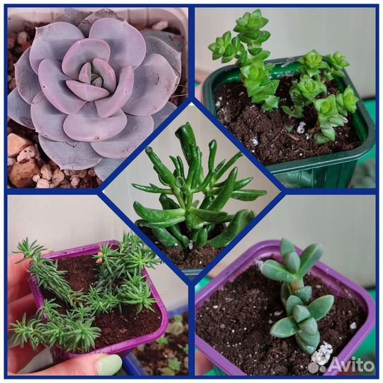Суккуленты в Рязани и почтой (часть 2)
