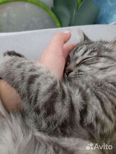 Отдам кота в добрые руки