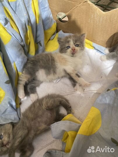 Коты в добрые руки