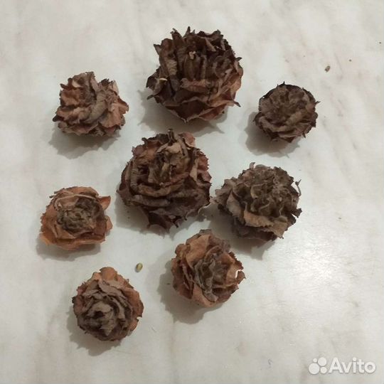 Цветы сухоцветы