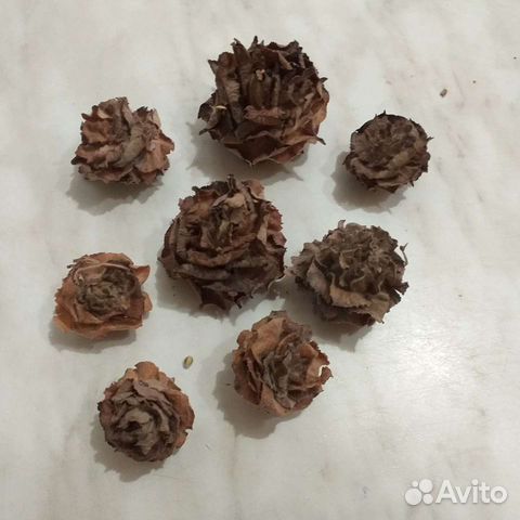 Цветы сухоцветы