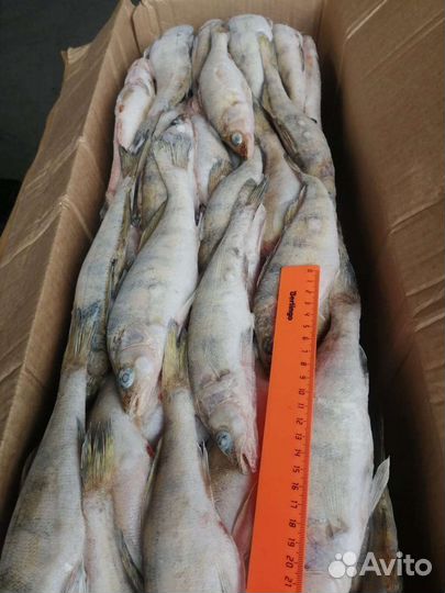 Рыба речная свежемороженая