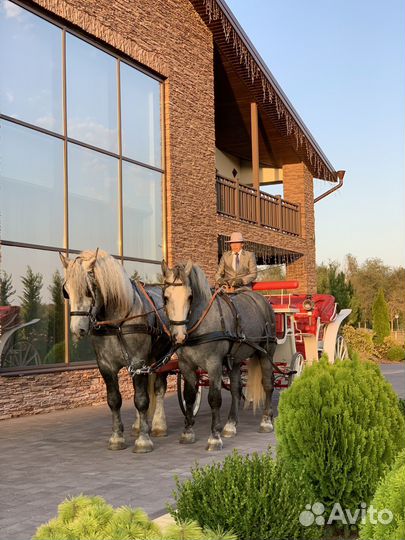 Продается пара першеронов