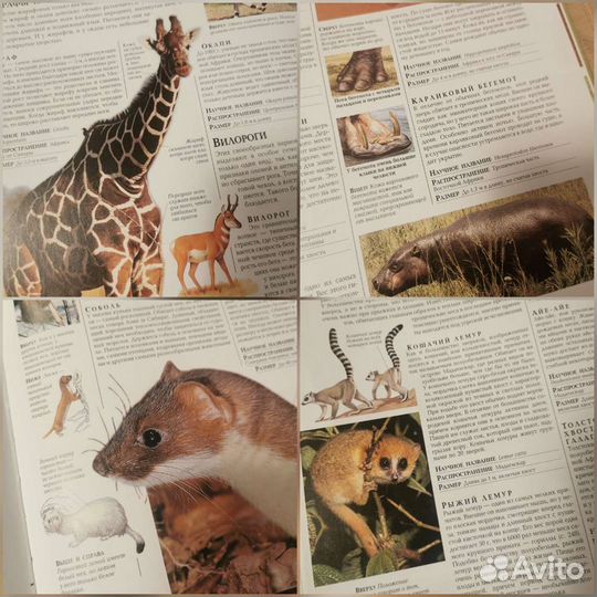 Энциклопедия животных 320 стр