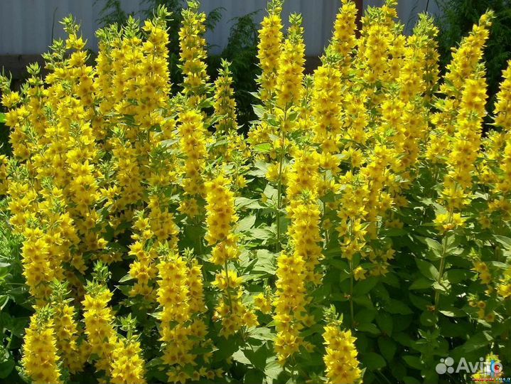 Цветы садовые