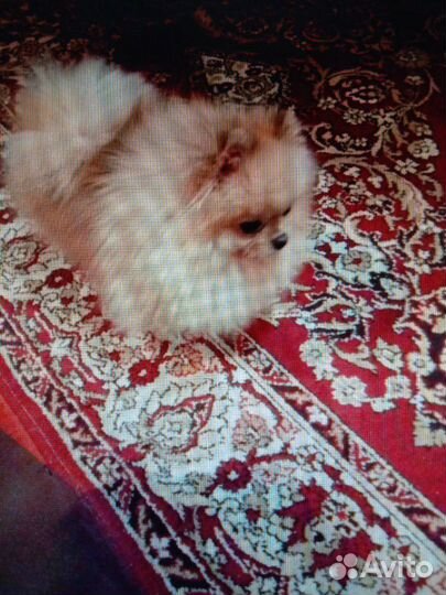 Мини кавалеры