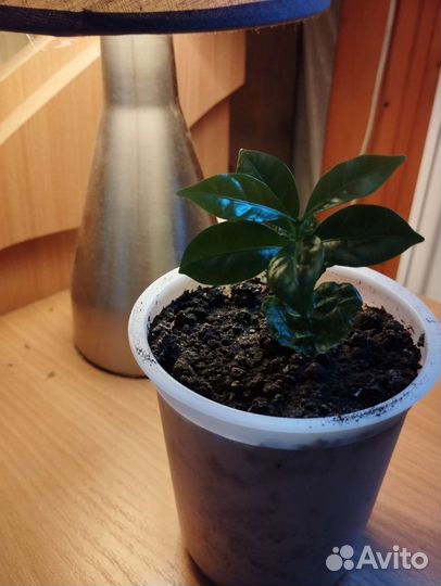 Семена кофейного дерева