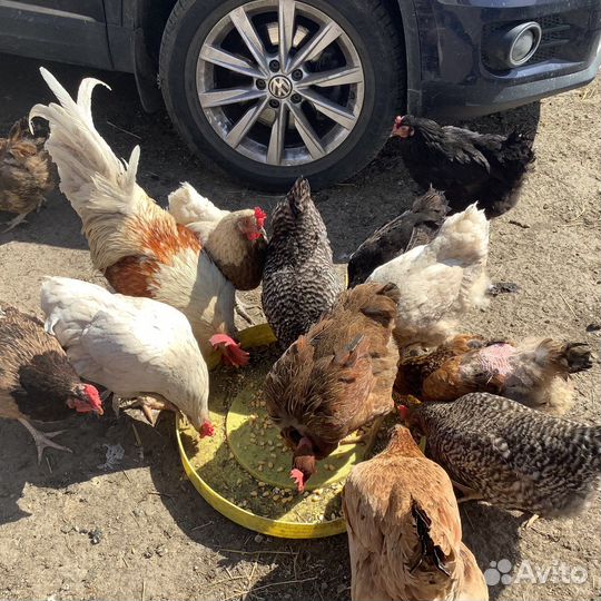 Инкубационное яйцо куриные