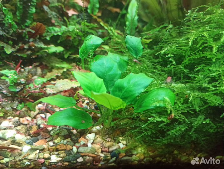 Аквариумные рыбки и расстения