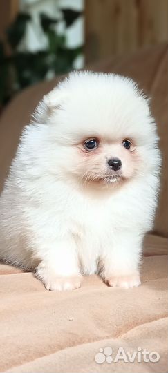 Щенки