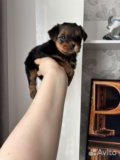 Йоркширский терьер