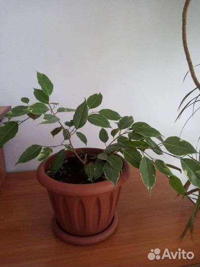 Комнатные растения