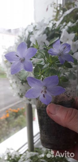 Невеста (кампанула)