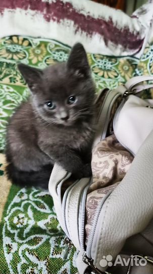 Отдам кота в добрые руки