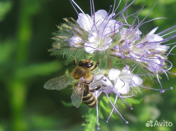 Мед 2024 года из Алтая опт