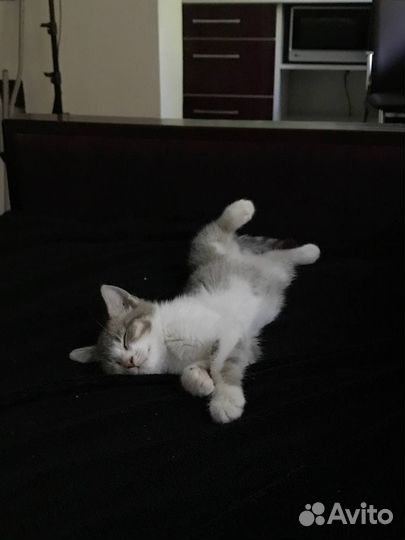 Отдам кошечку