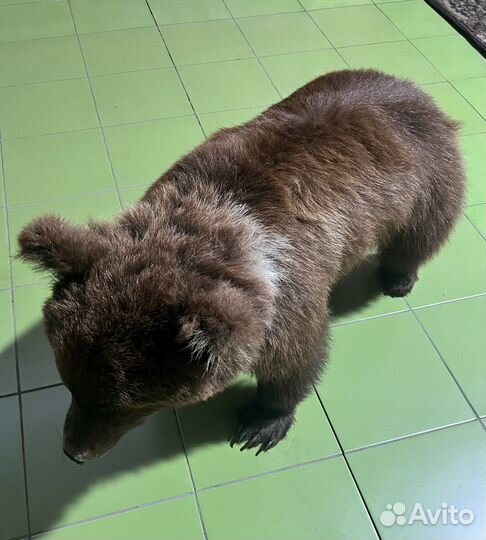 Чучело медведя имитация