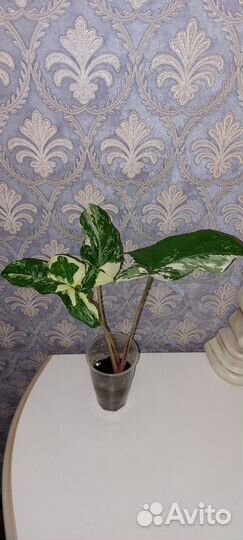 Сингониум Альба