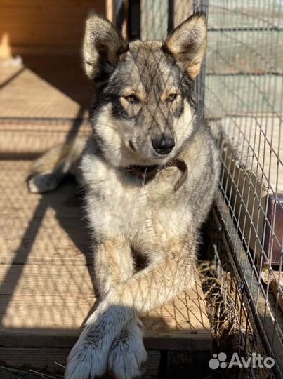 Собака бесплатно