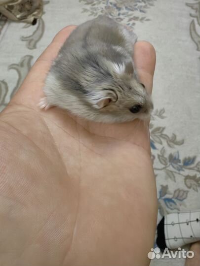 Джунгарский хомяк мальчик