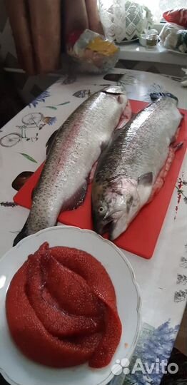 Живая форель икрянная