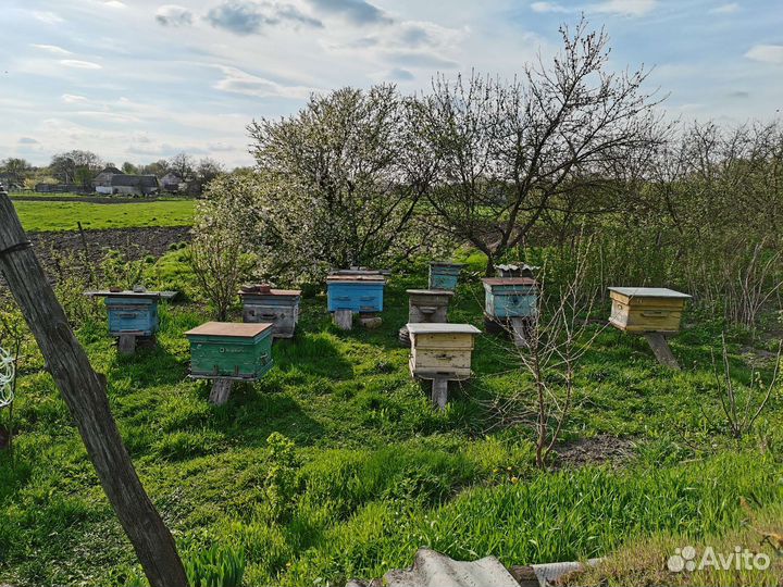Продажа пчелосемей. Пасеки