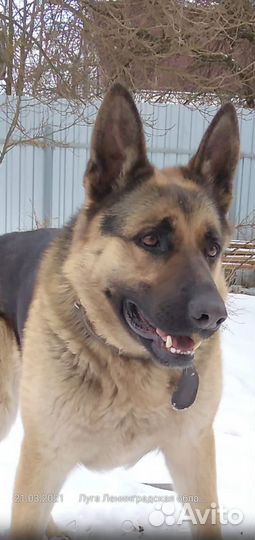 Вязка вео девочка