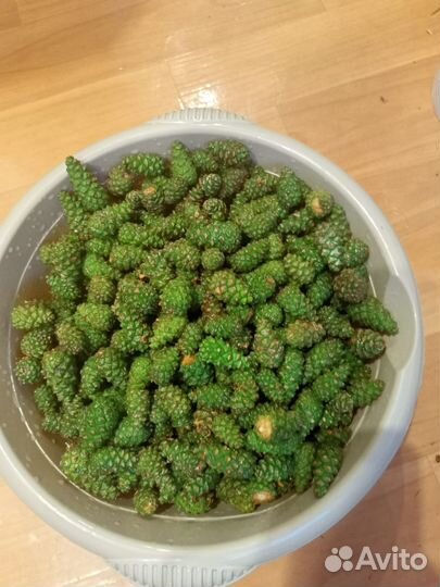 Варенье из сосновых шишек