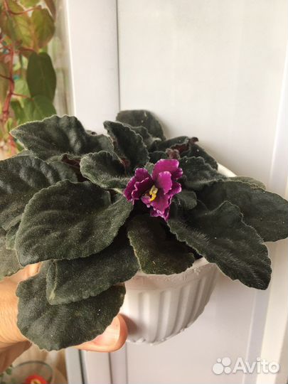 Розовая каллизия