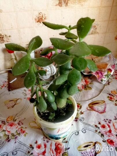 Толстянка Денежное Дерево