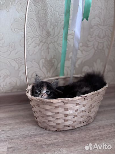 Отдам котенка в добрые руки