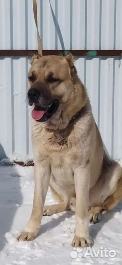 Вязка кангал