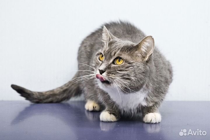 Ласкуше Шанечке очень нужен дом