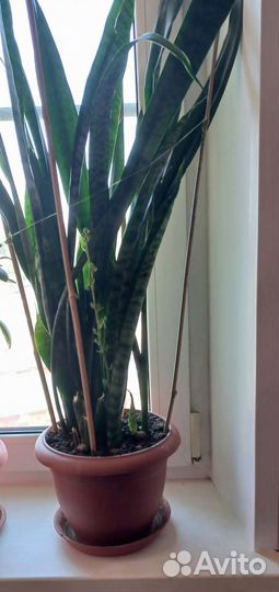 Сансевиерия